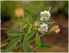 شنبلیله آبی